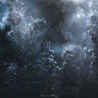 De l'ombre nait la lumière