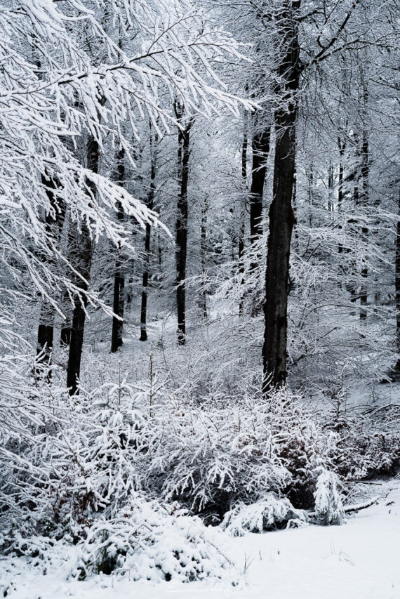 Dessine moi un Hiver