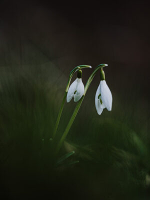 perce-neige dans les Vosges