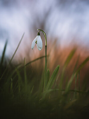 perce-neige dans les Vosges