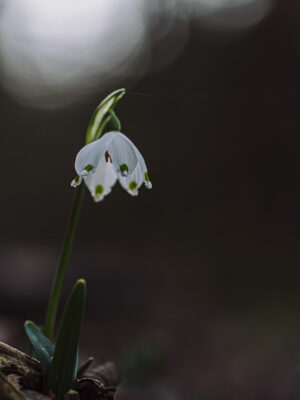 Nivéole dans les Vosges