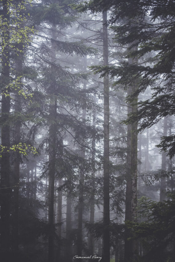 Branches et brume