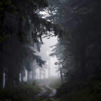 Chemin entre ombres et lumière