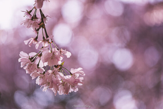 Eveil de Sakura