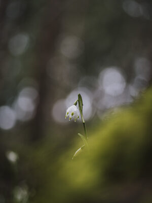 Nivéole dans les Vosges