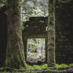 Ruine d’une ancienne ferme dans une forêt de sapins des Vosges, fenêtre encadrée de deux sapins, muret couvert de mousse