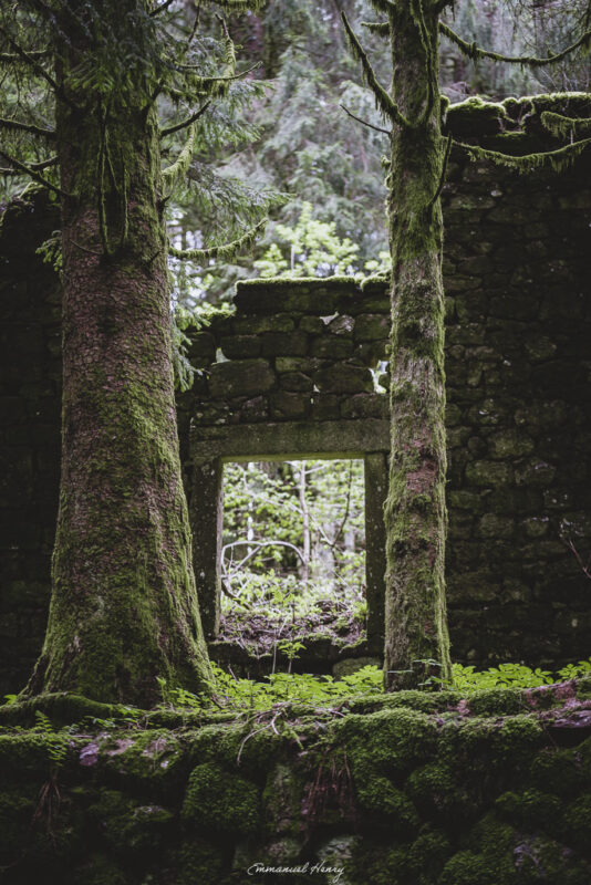 Ruine d’une ancienne ferme dans une forêt de sapins des Vosges, fenêtre encadrée de deux sapins, muret couvert de mousse