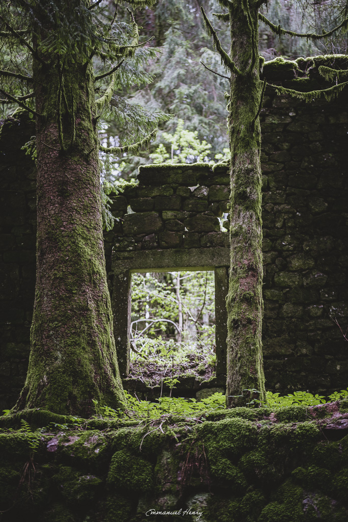 Vestige de Vie Ruine d’une ancienne ferme dans une forêt de sapins des Vosges, fenêtre encadrée de deux sapins, muret couvert de mousse