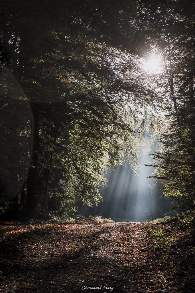 Chemin couvert de feuilles d’automne dans un sous-bois, qui mène doucement vers un rideau de brume lumineuse.