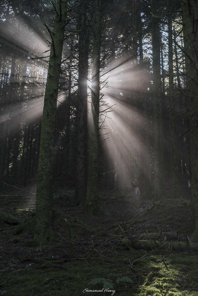 Forêt de sapins au sol couvert de mousse, traversée par des rayons de soleil qui illuminent la brume.