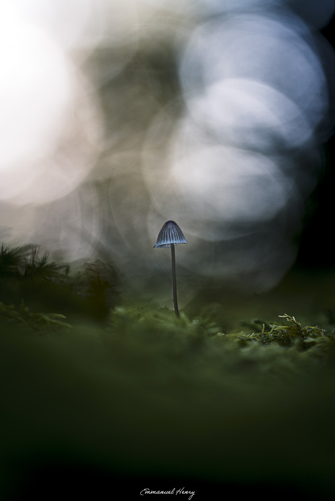 Petit champignon dressé sur un tapis de mousse, éclairé à contre-jour par une lumière douce en arrière-plan.