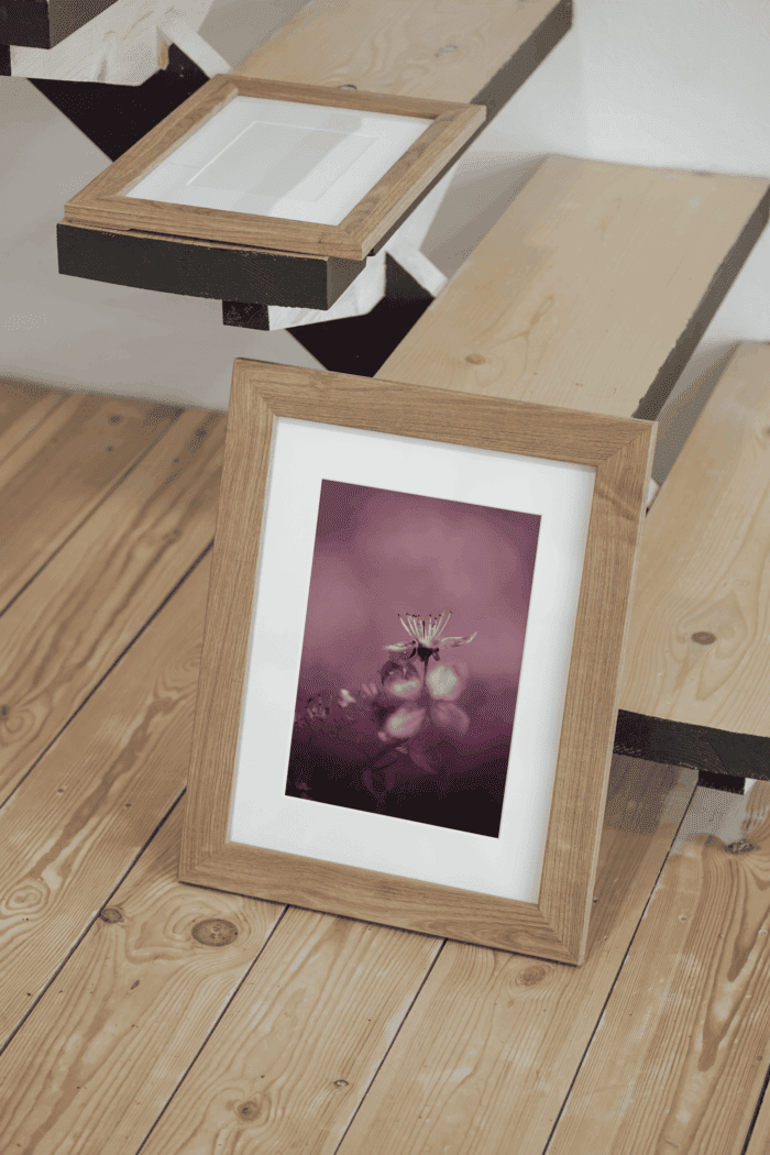 Rose doux et tendre – Image 2