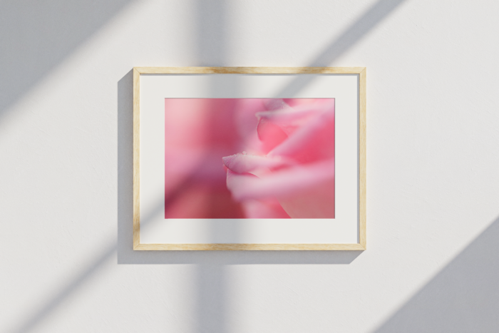 Perle de Rose – Image 2