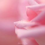 « Perle de Rose », photographie d'une rose d'un rose d'antan avec des perles d'eau sur un pétale, tirage d'art Octobre rose