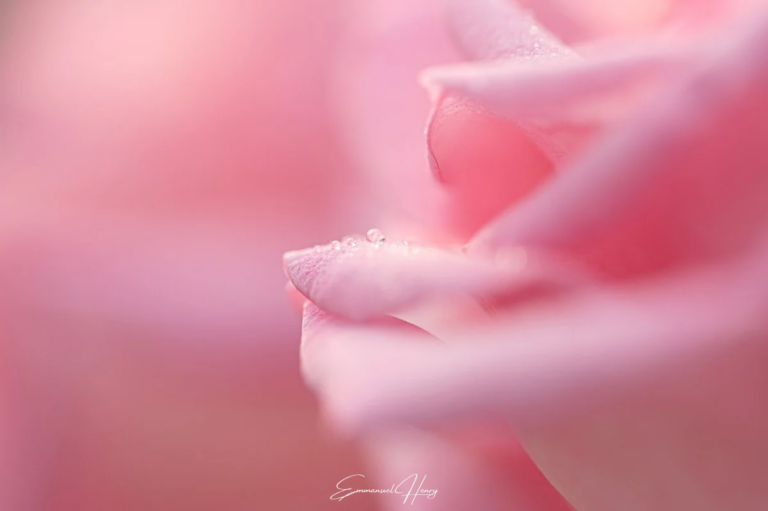 « Perle de Rose », photographie d'une rose d'un rose d'antan avec des perles d'eau sur un pétale, tirage d'art Octobre rose